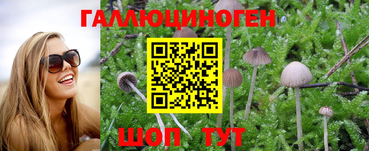 Псилоцибиновые грибы Psilocybine cubensis Сарапул
